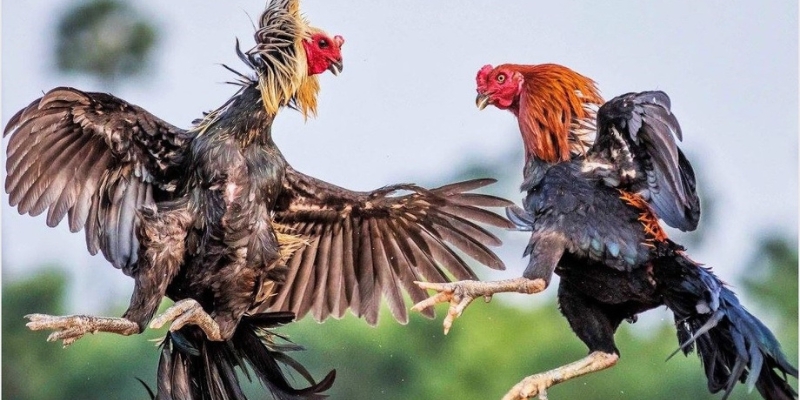 Lịch sử đá gà Khmer: Từ truyền thống đến hiện tại 7 Vai trò và ý nghĩa của đá gà Khmer trong văn hóa