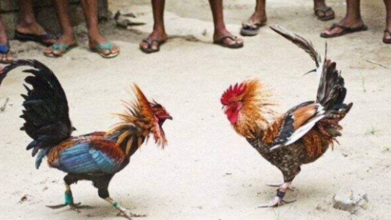 Giới thiệu về đá gà thomo67 7 Lợi ích khi tham gia đá gà thomo67