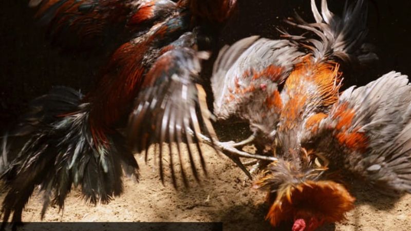 Giới thiệu về đá gà thomo67 6 Cách chơi đá gà thomo67